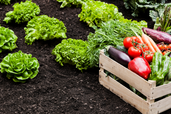 O impacto das mudanças climáticas na agricultura global