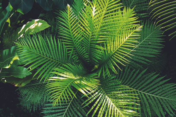 O Impacto da Terapia Verde na Arquitetura e Saúde