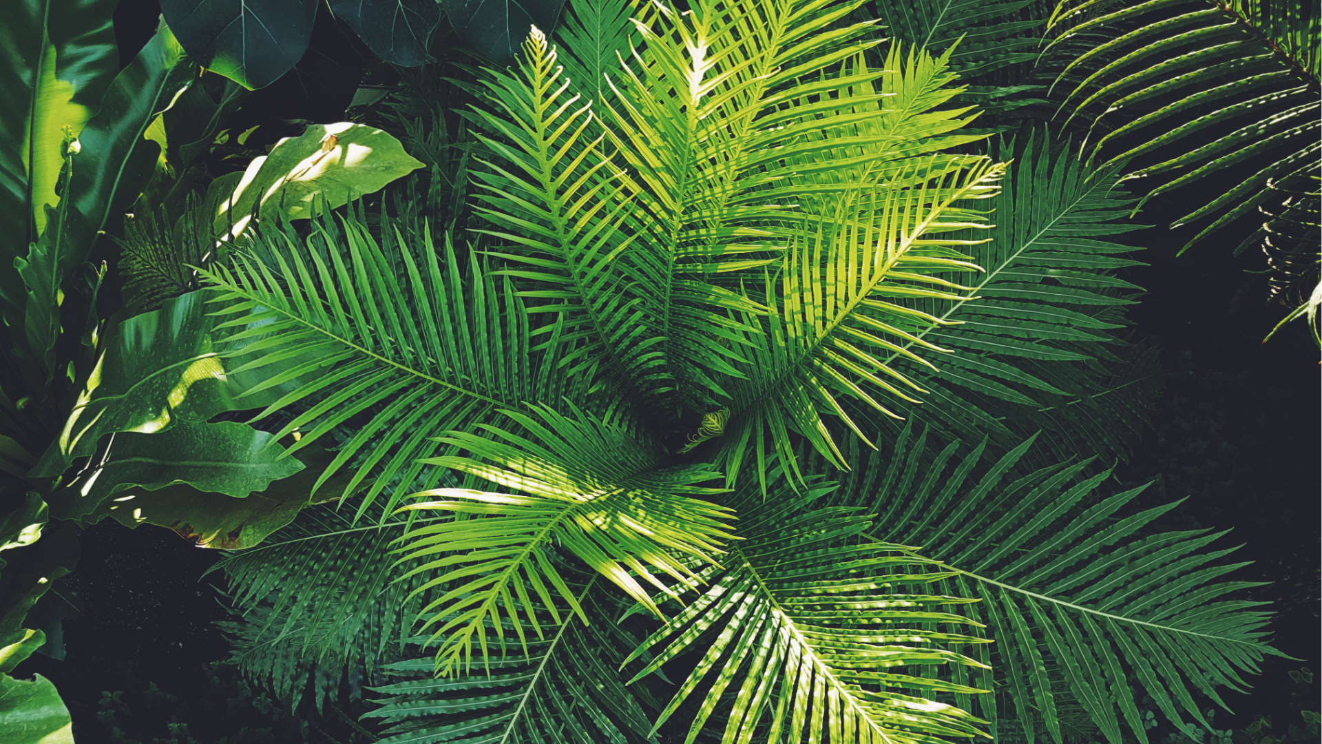 Compensação das Emissões