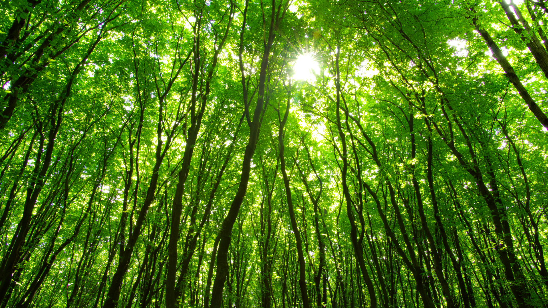 IPTU Verde: Entenda Como Funciona o Desconto no Imposto para Imóveis Sustentáveis